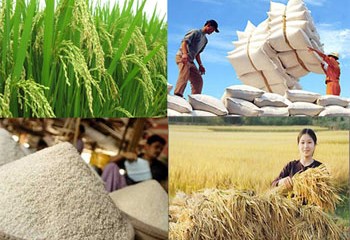 Việt Nam có cơ hội lớn để vượt qua Thái Lan về xuất khẩu gạo toàn cầu